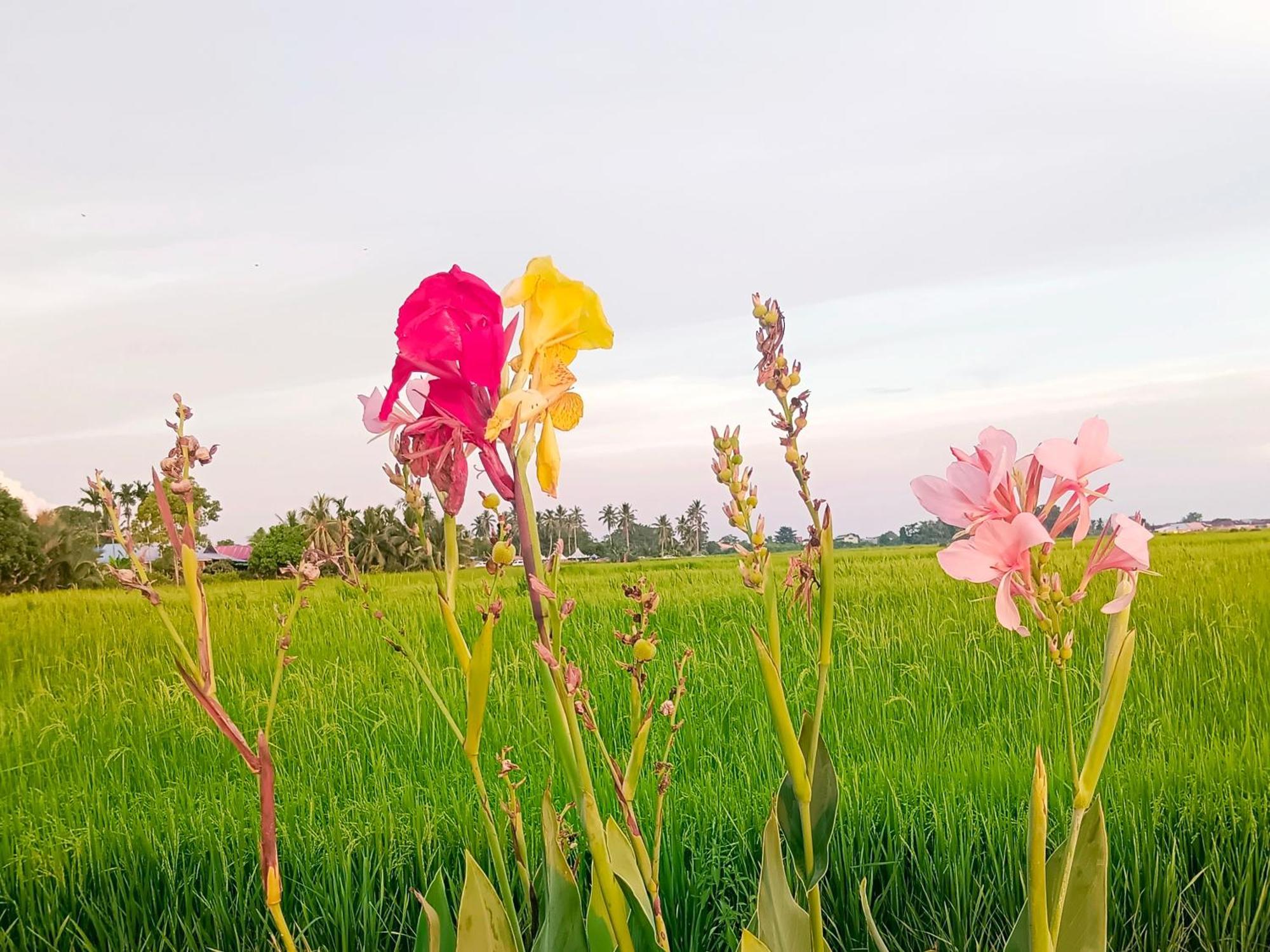 Kurau Inn Farmstay Kuala Kurau Exteriér fotografie